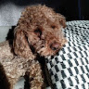 Meet your Posher, Amelia